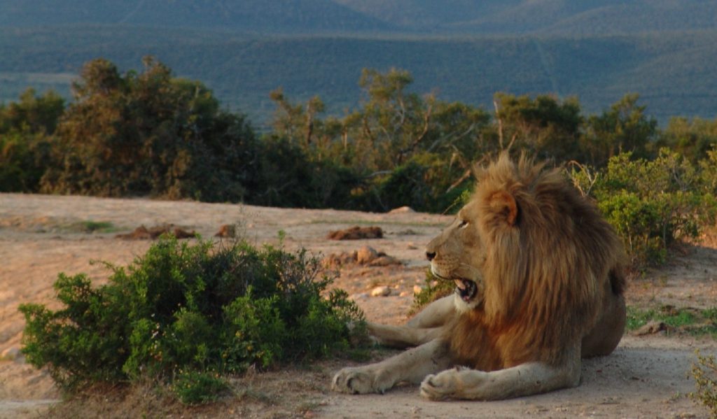 addo-male-lion-web