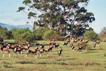 Bontebok National Park