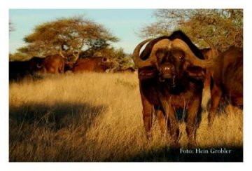 Mokala National Park