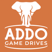 Addo Game Drives