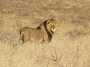 Kgalagadi Transfontier National Park