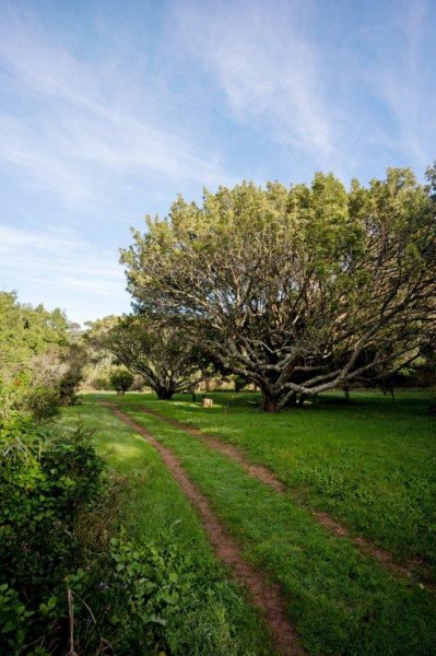 Lower Guinea Fowl Trail