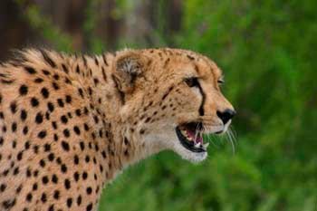 Daniell Cheetah Breeding Camp & African Crafts