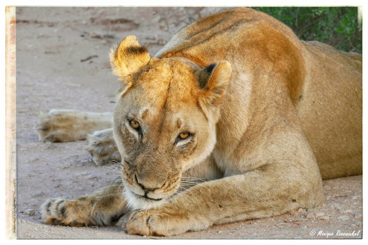 Adventure Destination Addo