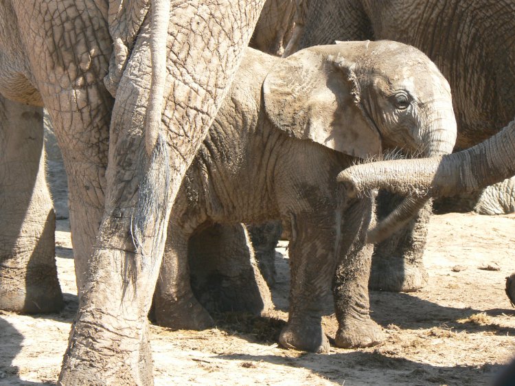 Addo Tours and Transfers